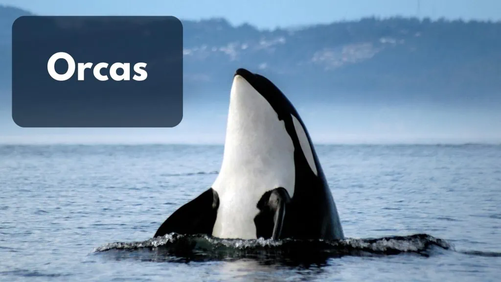 what eats tuna Orcas