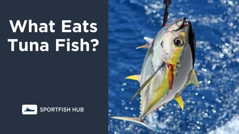 What Eats Tuna Fish