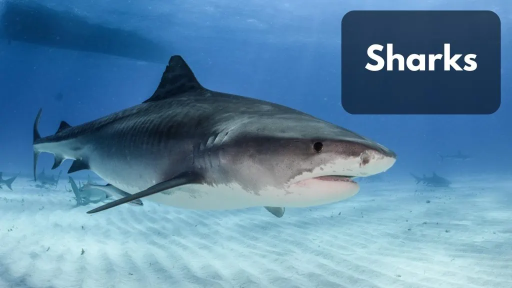 what eats tuna fish Sharks