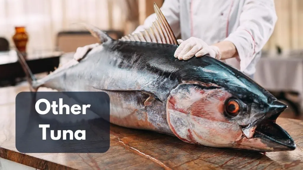 what eats tuna predators Other Tuna