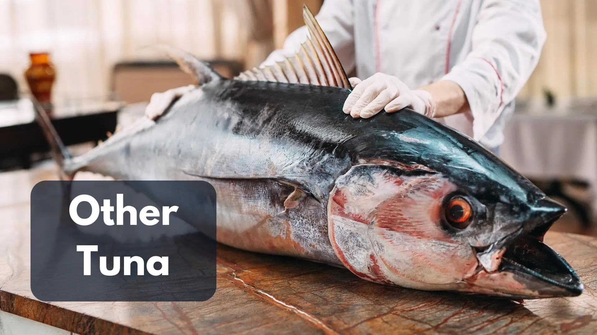 What Eats Tuna Fish