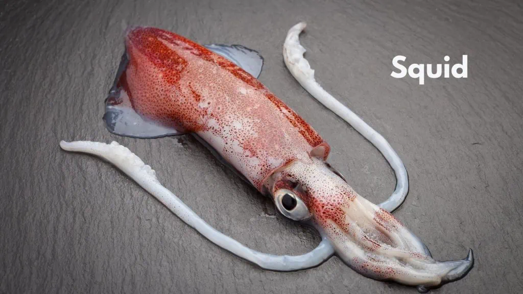 what tuna eat squid