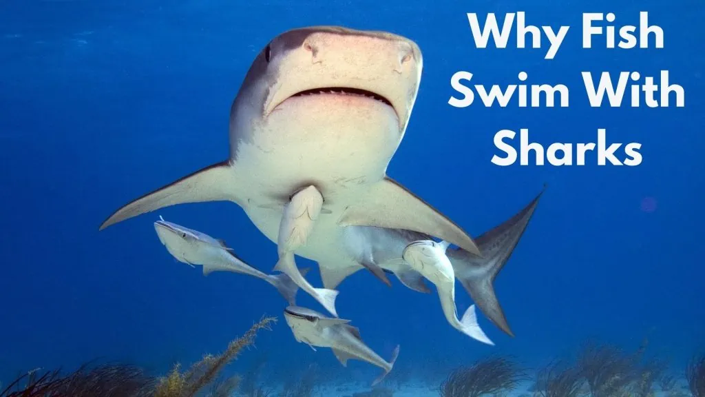 Why Fish Swim With Sharks