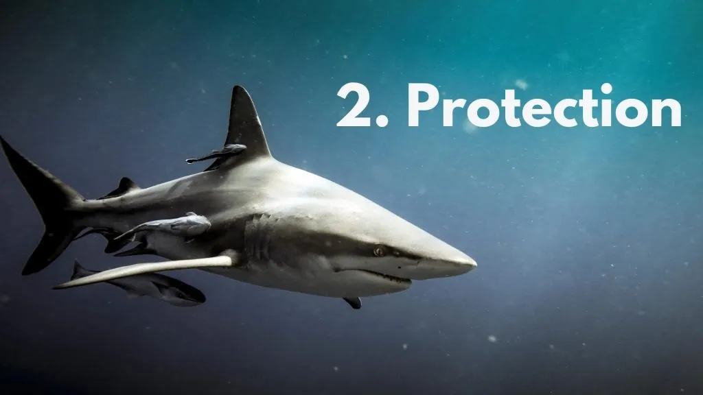 why fish swim with sharks protection