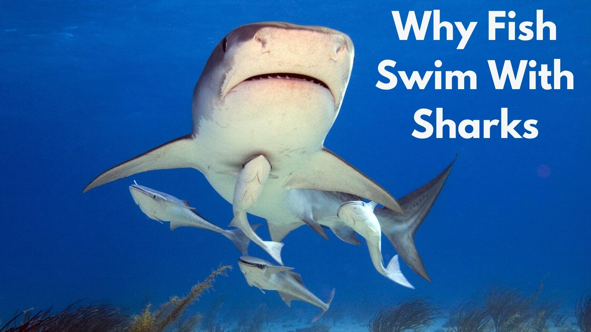 Why Do Fish Swim With Sharks