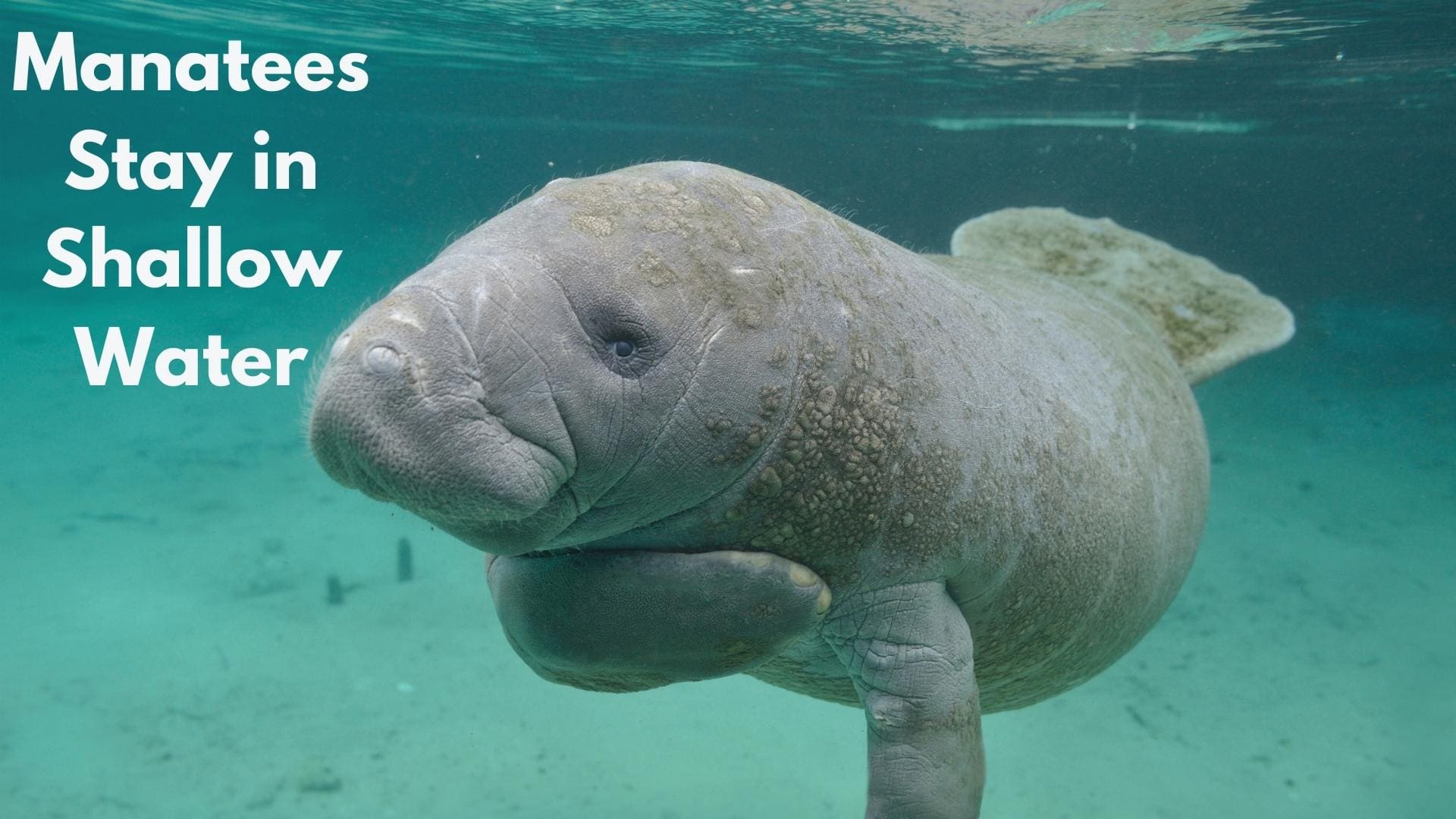 Why Dont Sharks Eat Manatees