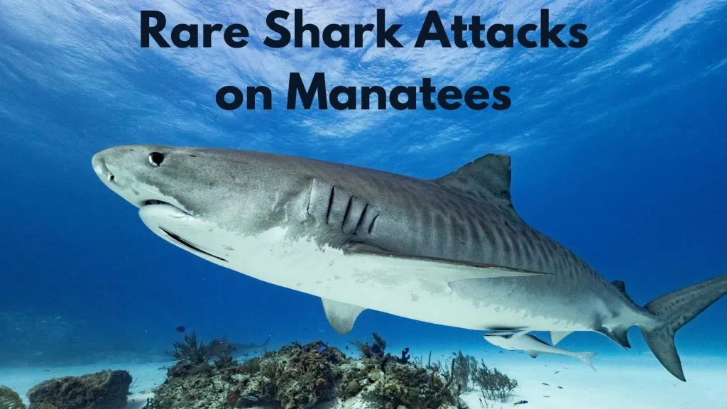 why sharks dont eat manatees Rare Shark Attacks on Manatees