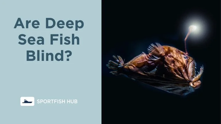 Are Deep Sea Fish Blind?