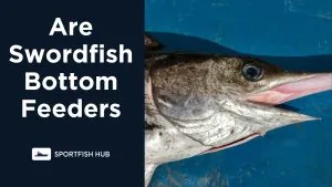 Are Swordfish Bottom Feeders