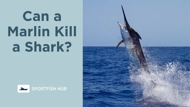 Can a Marlin Kill a Shark