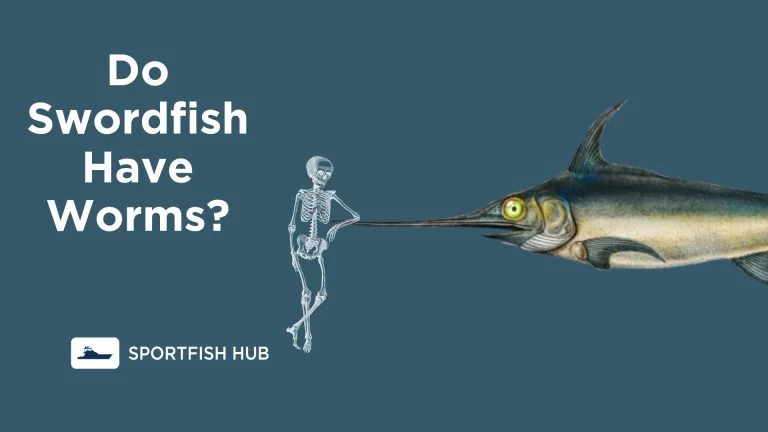 Do Swordfish Have Bones