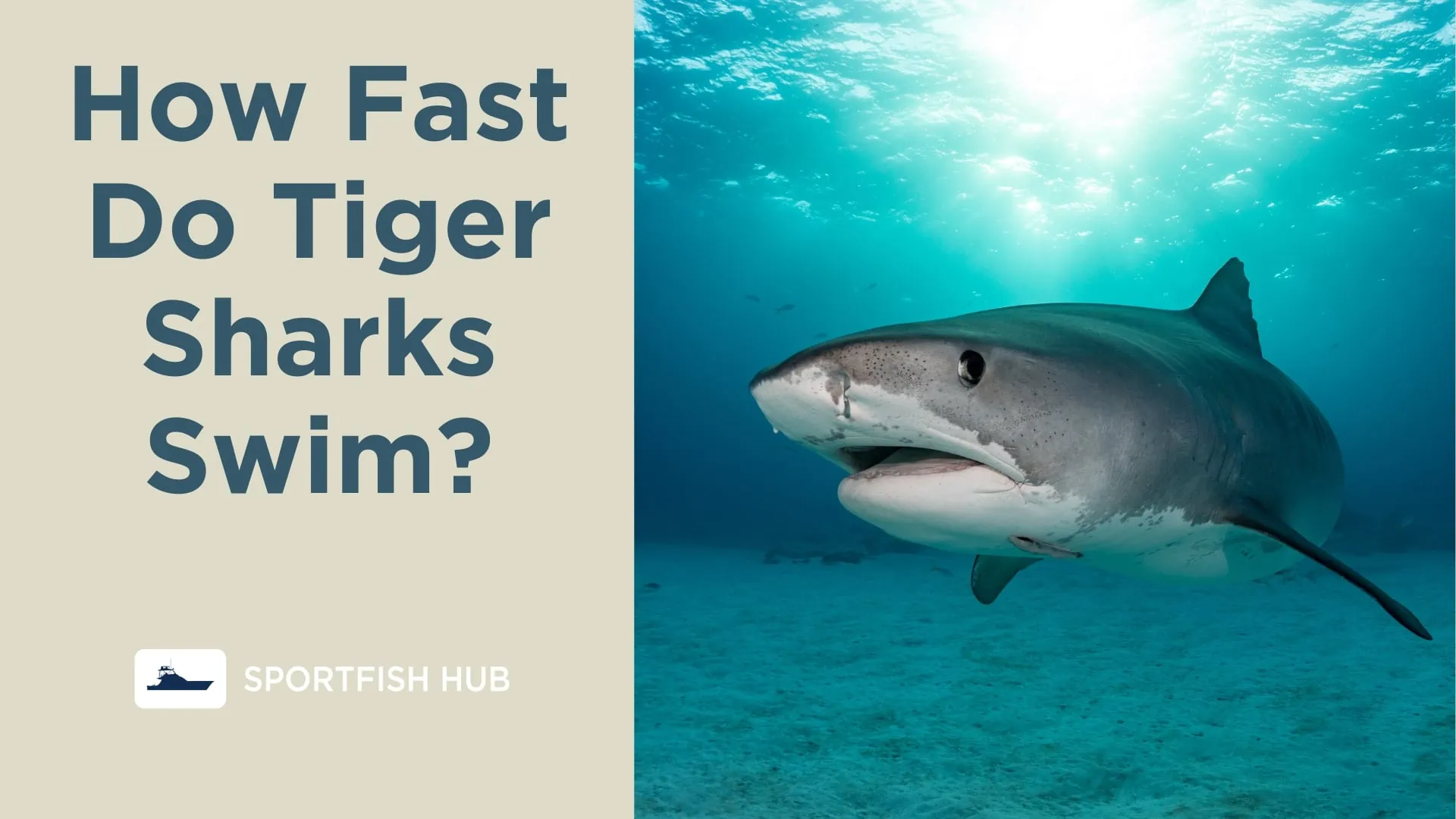 How Fast Do Tiger Sharks Swim