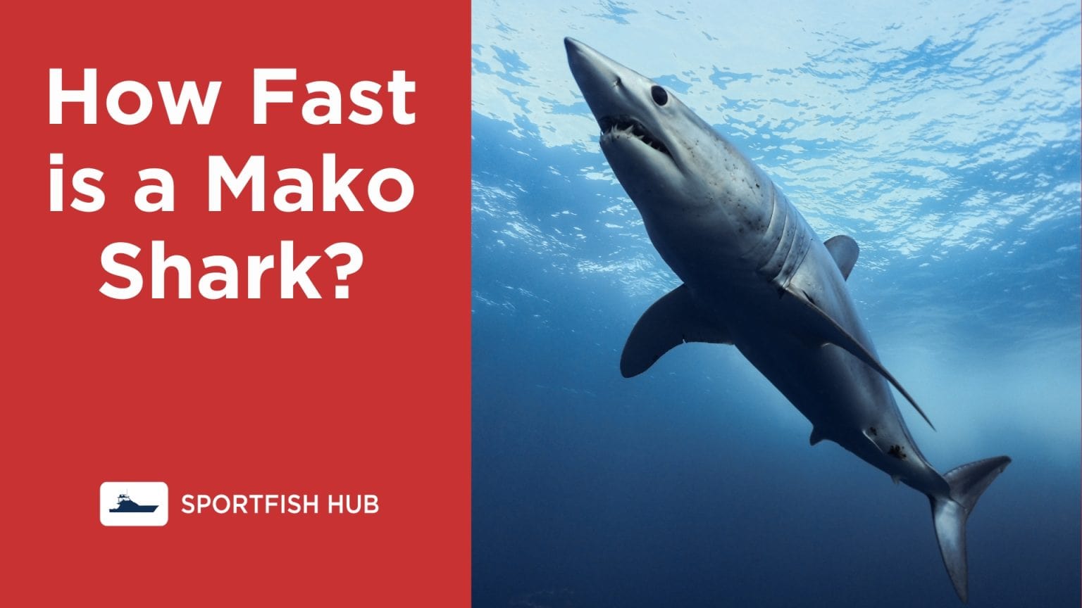 How Fast Is A Mako Shark