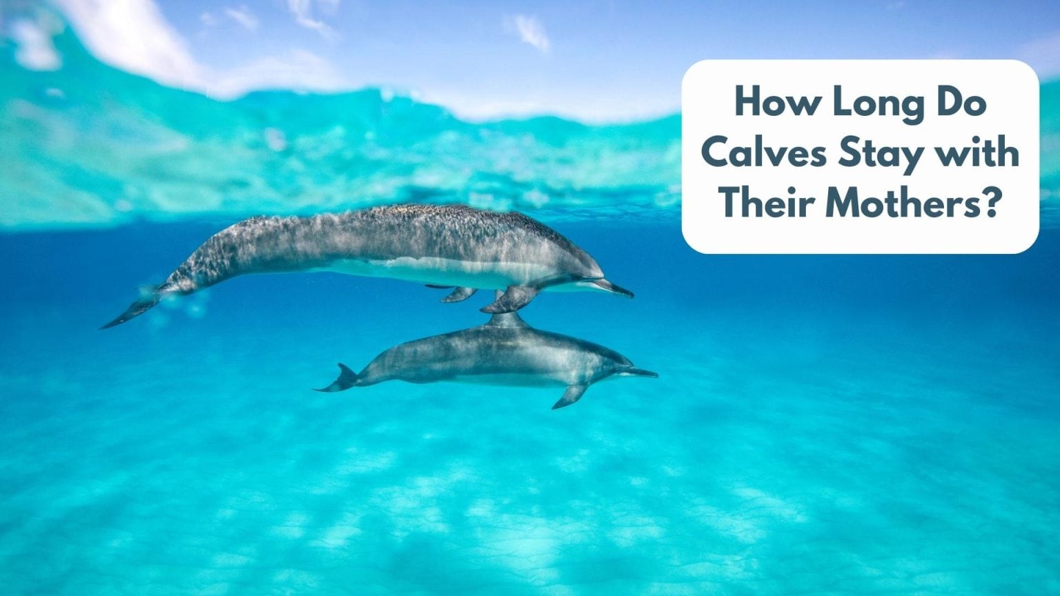 What is a Baby Dolphin Called