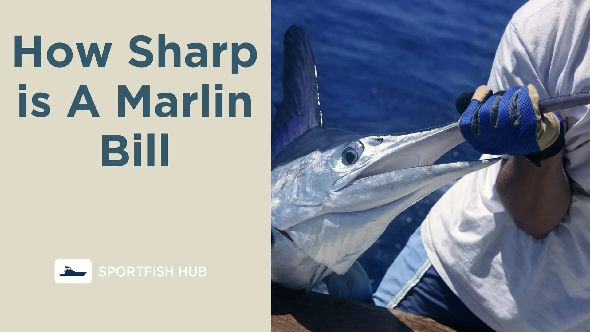 How Sharp is A Marlin Bill