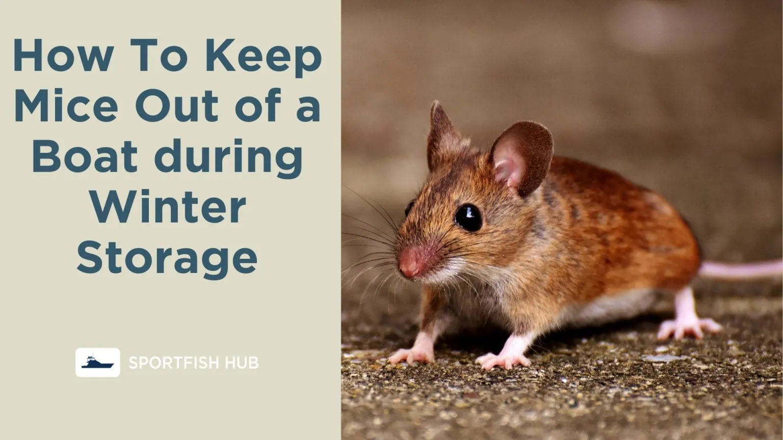 Keep Mice Out of Your Boat This Winter 10 Simple Tips