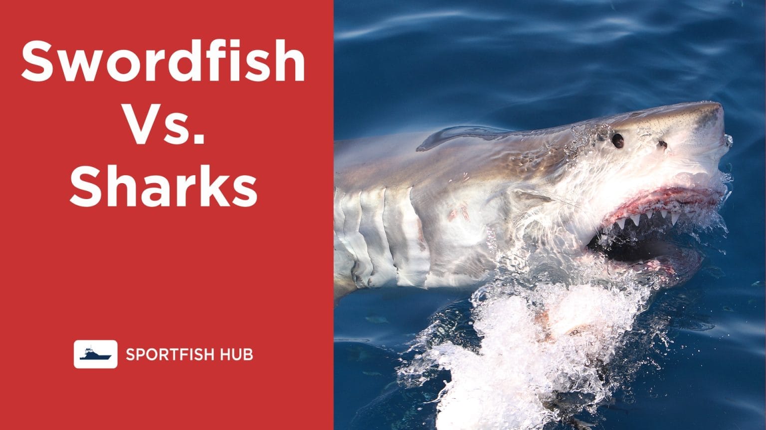 Is a Swordfish a Shark? Shark Vs. Swordfish Explained