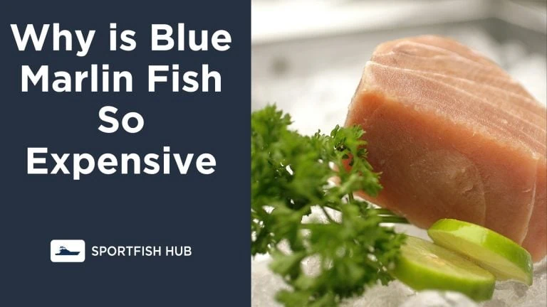 Why is Blue Marlin Fish So Expensive