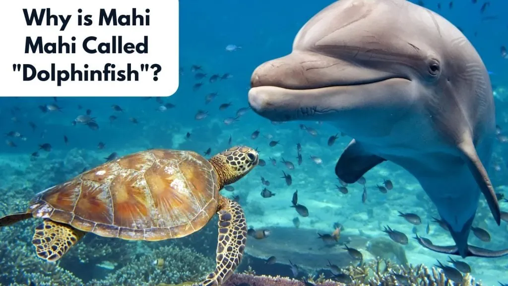 Why is Mahi Mahi Called Dolphinfish