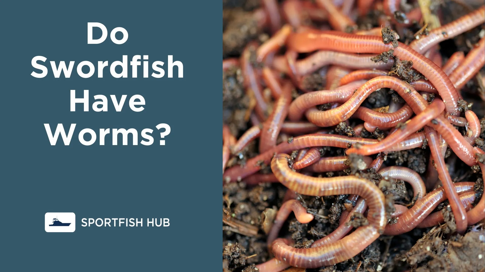 do swordfish have worms