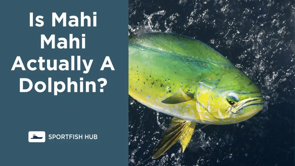 Fact or Fiction Is a Mahi Mahi a Dolphin?