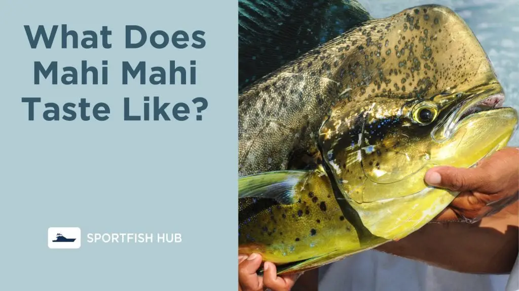 What Does Mahi Mahi Taste Like