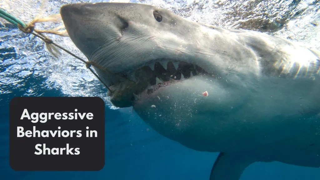 Aggressive Behaviors in Sharks