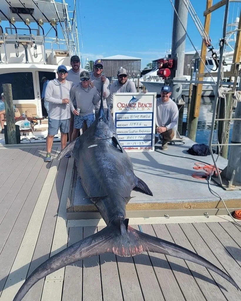 Record breaking blue marlin catch in orange beach Alabama