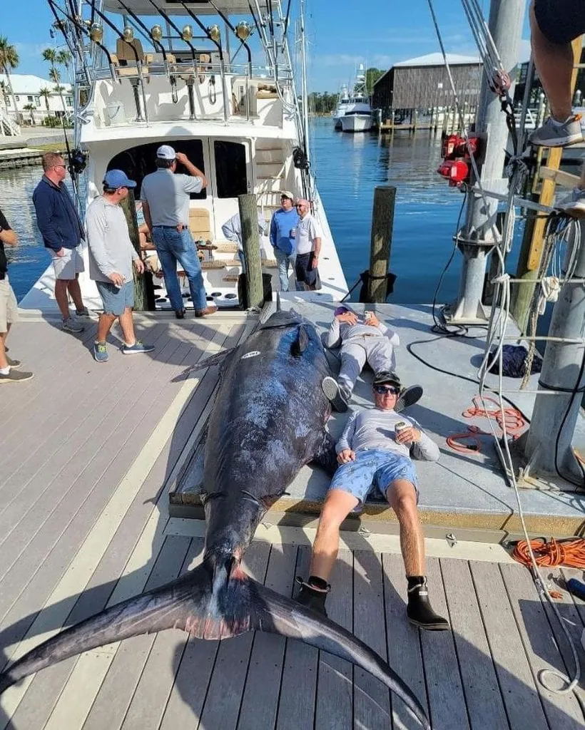 Record breaking blue marlin catch in orange beach Alabama