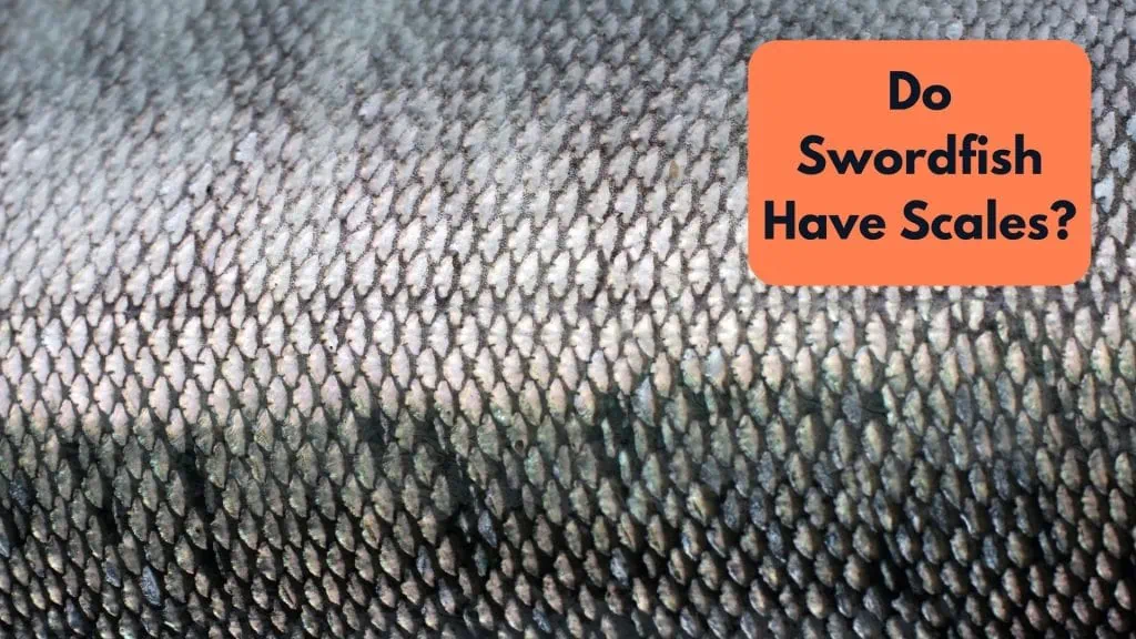 Do Swordfish Have Scales?