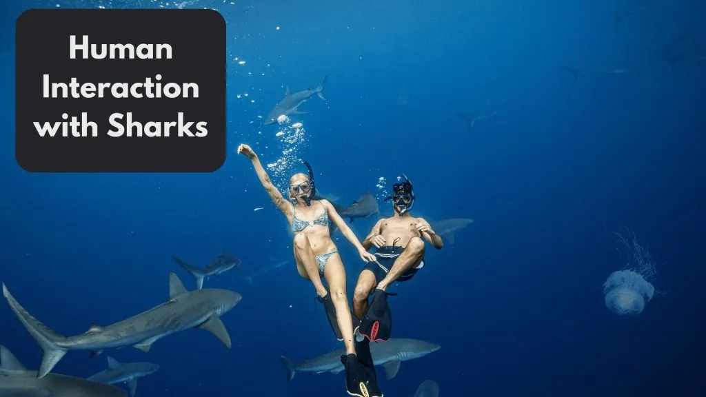 Human Interaction with Sharks