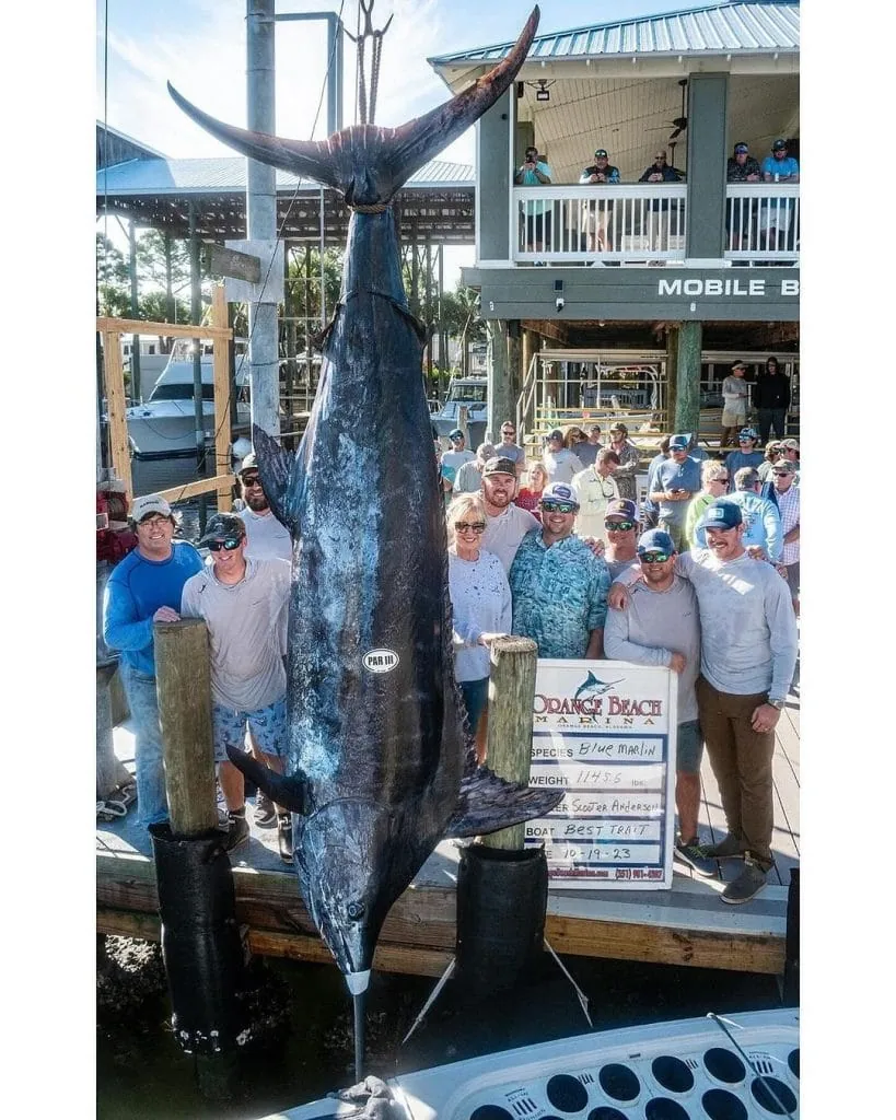 New Alabama State Blue Marlin Record 2023 4