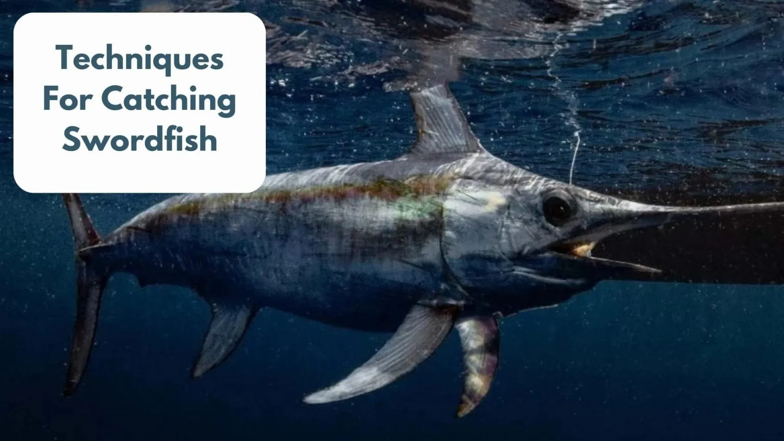 How to Catch Swordfish The Complete Guide